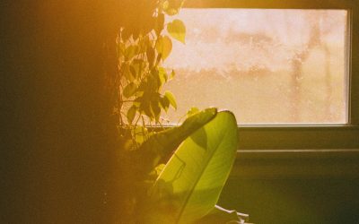 Fall Mood Dips and Vitamin D: What the Evidence Says